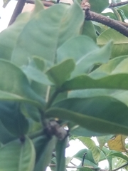 Allamanda blanchetii