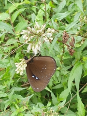 Euploea sylvester swinhoei