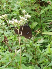 Euploea sylvester swinhoei