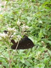 Euploea sylvester swinhoei