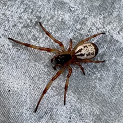 Phonognatha