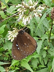 Euploea sylvester swinhoei