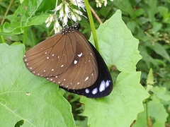 Euploea sylvester swinhoei