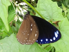 Euploea sylvester swinhoei