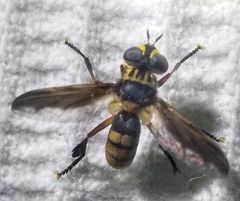 Trichopoda plumipes