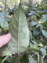 Ficus opposita