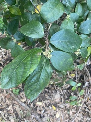 Ficus opposita