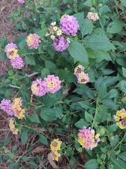Lantana camara
