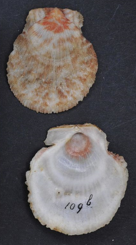 Humpback Scallop