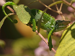 Kinyongia multituberculata