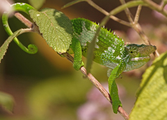 Kinyongia multituberculata