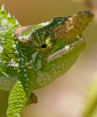 Kinyongia multituberculata