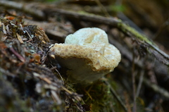 Calcipostia guttulata