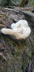 Calcipostia guttulata