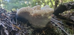 Calcipostia guttulata