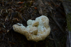 Calcipostia guttulata