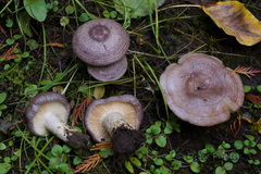 Lactarius flexuosus