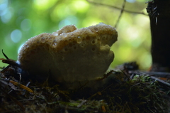 Calcipostia guttulata