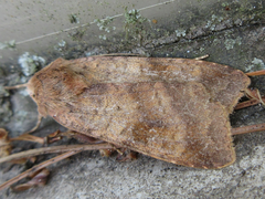 Diarsia canescens