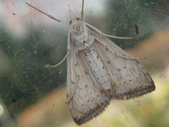 Udea ferrugalis
