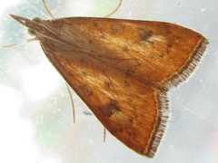 Udea ferrugalis