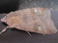 Diarsia canescens