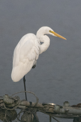 Ardea alba