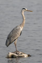 Ardea cinerea