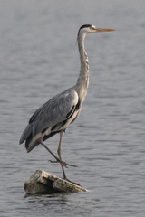 Ardea cinerea
