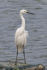 Egretta garzetta