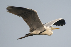 Ardea cinerea