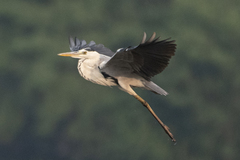 Ardea cinerea