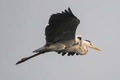 Ardea cinerea