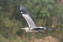 Ardea cinerea