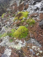 Leptostomum macrocarpum