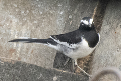 Motacilla maderaspatensis