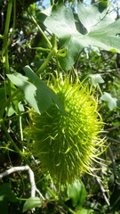 Cucumis prophetarum