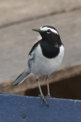 Motacilla maderaspatensis