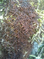 Frullania falciloba