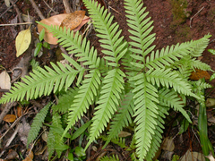 Pteris kingiana
