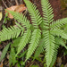 Pteris kingiana - Photo (c) leithallb, some rights reserved (CC BY-NC), uploaded by leithallb