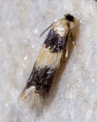 Stigmella nigriverticella