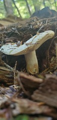 Russula cascadensis