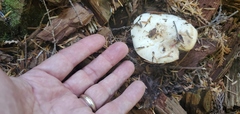 Russula cascadensis