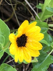 Helianthus debilis image