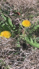 Taraxacum
