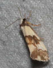 Philenora irregularis