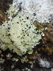 Pannaria athroophylla