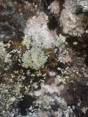 Pannaria athroophylla