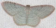 Poecilasthena pulchraria